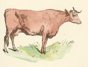 Brown_Cow_Drawing